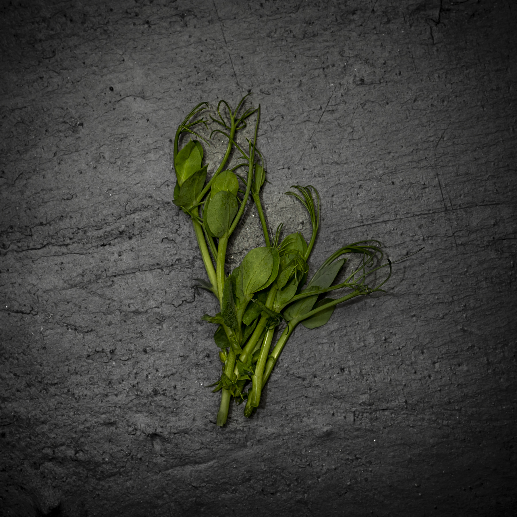 Spargelerbsen Sprossen