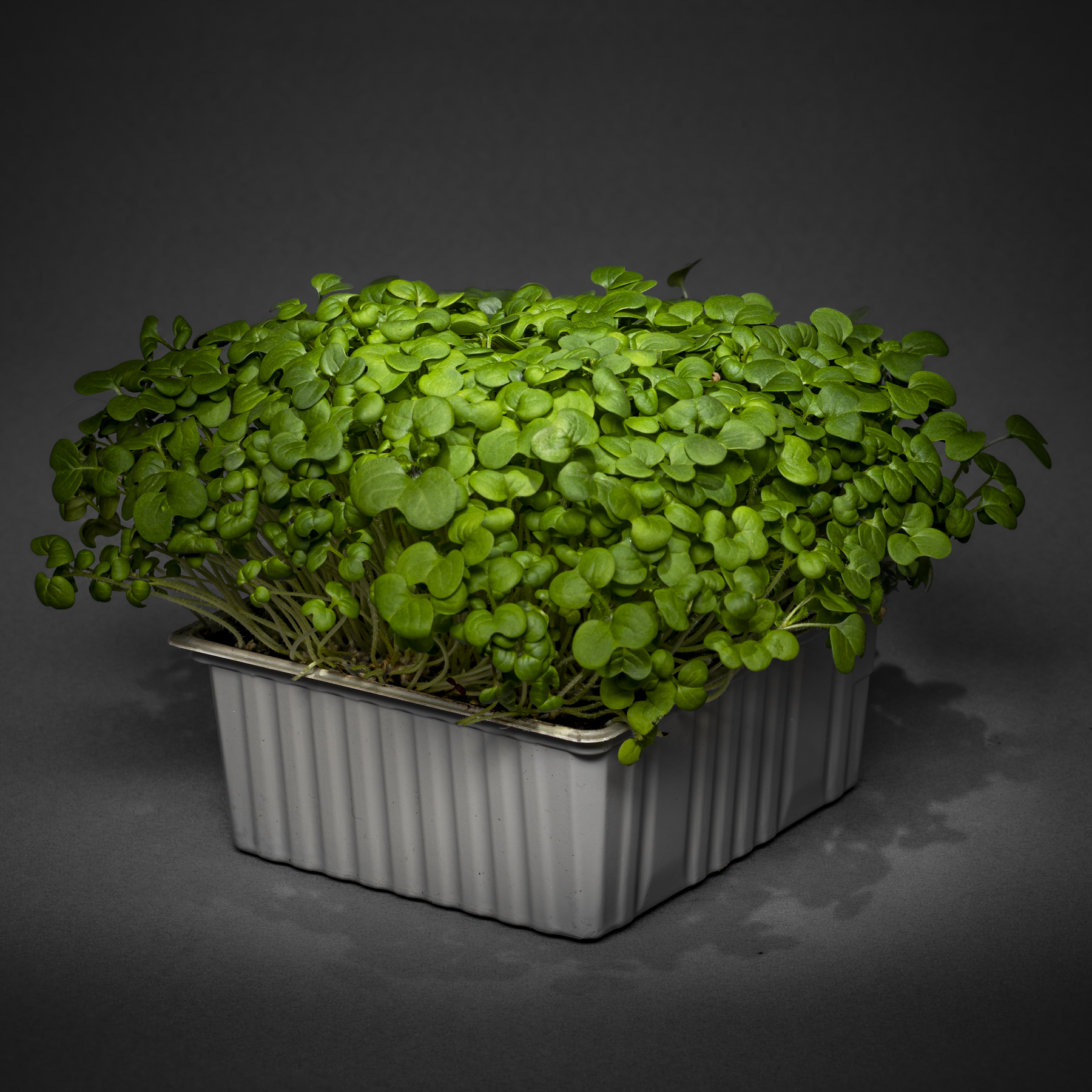 Senf Sprossen (scharf)