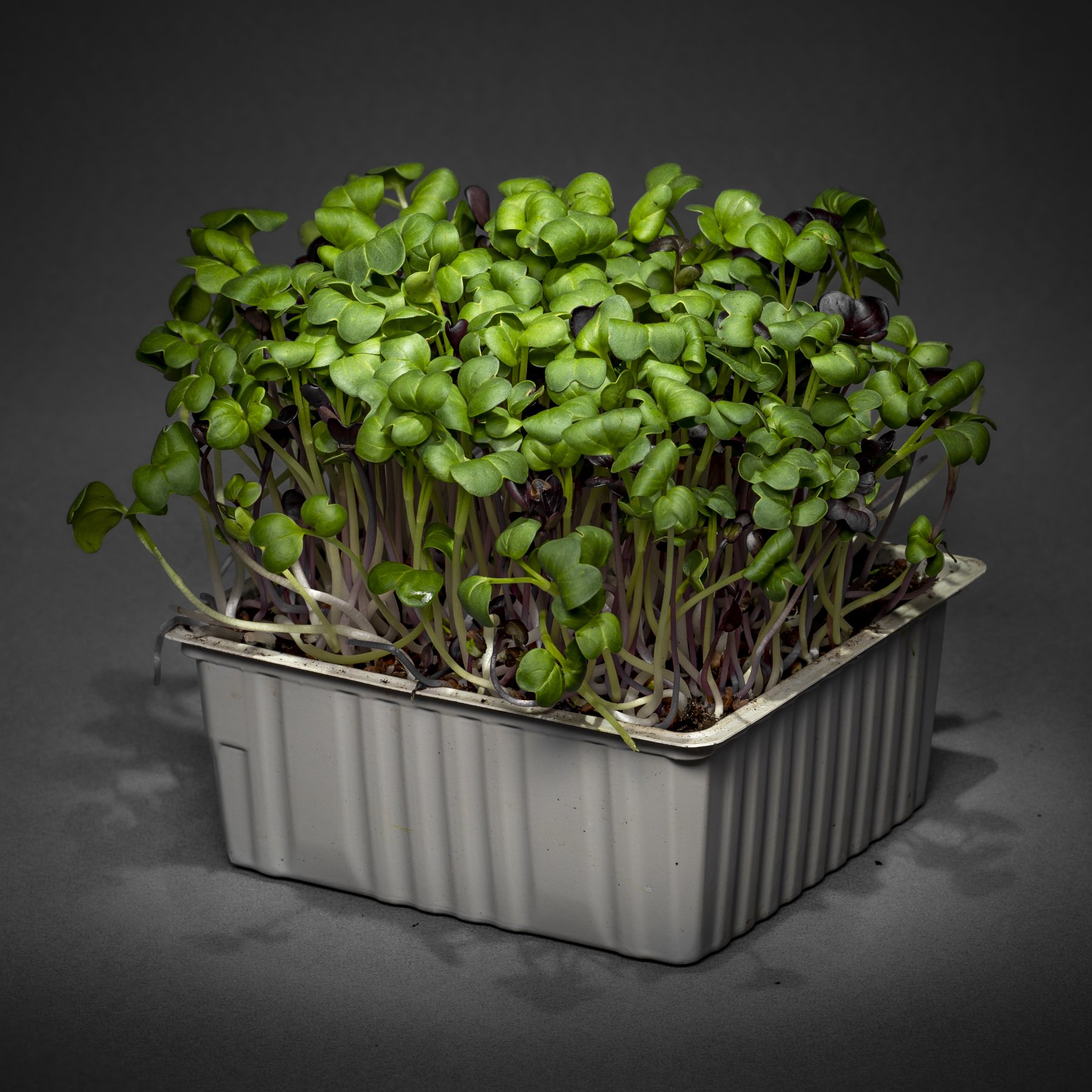 Bunte Radieschen Sprossen